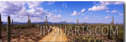 Road, Saguaro National Park, Arizona, USA