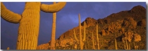 Saguaro Cactus, Tucson, Arizona, USA