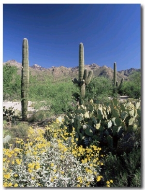 Tall Saguaro Cacti (Cereus Giganteus) in Desert Landscape, Sabino Canyon, Tucson, USA