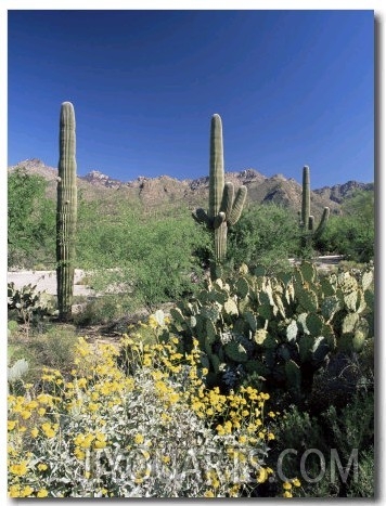 Tall Saguaro Cacti (Cereus Giganteus) in Desert Landscape, Sabino Canyon, Tucson, USA