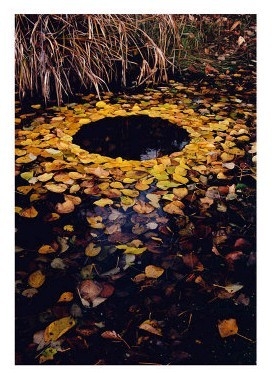 Yellow Leaf Circle