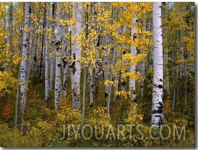 Aspen Trees Near Mcclure Pass in Gunnison National Forest, Gunnison, Colorado, USA