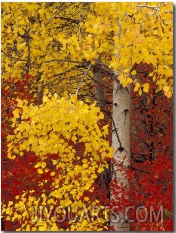 Aspen Trees with Golden Leaves, Wenatchee National Forest, Washington, USA