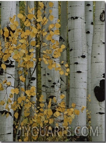 Autumn Foliage and Tree Trunks of Quaking Aspen Trees in the Crested Butte Area of Colorado