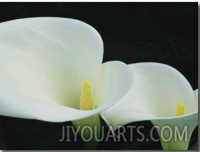 Close View of a Pair of Calla Lilies
