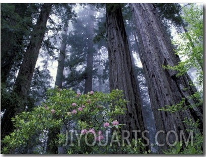 Coast Trail, Redwoods and Rhododendrons, Del Norte Coast State Park, California, USA