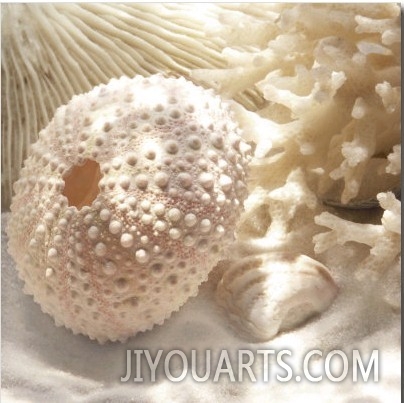 Coral Shell I