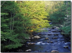 Elkmount Area, Great Smoky Mountains National Park, Tennessee, USA