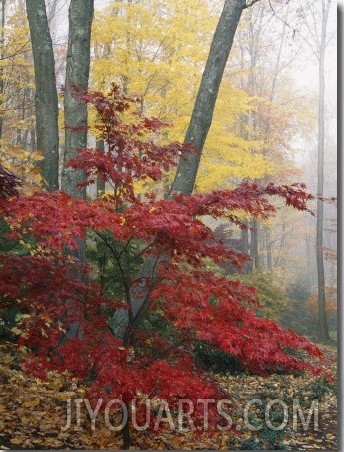 Japanese Maple Leaves in the Fall