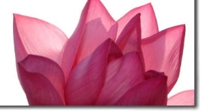 Lotus Flower in Full Bloom