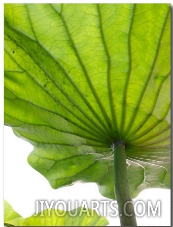 Lotus Leaf Texture