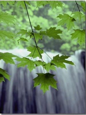 Maple Leaves against a Waterfall Backdrop