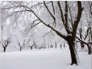 Snow Covered Maple Trees in Odiorne Point State Park in Rye, New Hampshire, USA