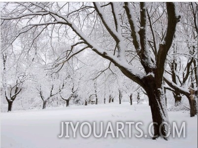 Snow Covered Maple Trees in Odiorne Point State Park in Rye, New Hampshire, USA