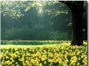 Spring Garden, Narcissus, Tree Bright Sunshine France Narcissi Paris