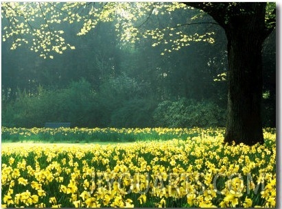 Spring Garden, Narcissus, Tree Bright Sunshine France Narcissi Paris