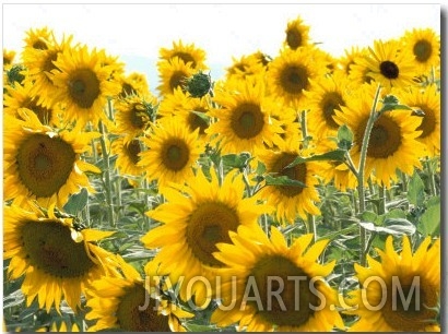 Sunflowers, Colorado, USA