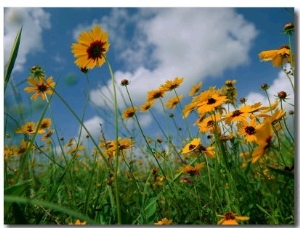 Wild Sunflowers in a Field