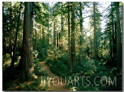 Woodland Path Winding Through a Grove of Sequoia Trees