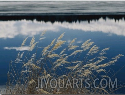 A Clump of Grasses is Framed by Reflections of Sky and Trees in the Lake