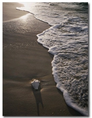 Conch Shell on the Beach