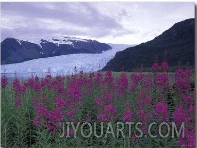 Fireweed in Aialik Glacier, Kenai Fjords National Park, Alaska, USA