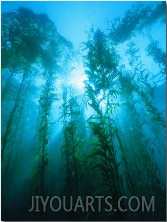 Kelp Forest Underwater, Tasmania, Australia