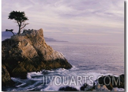 Lone Cypress Tree on a Rocky Point Near Pebble Beach