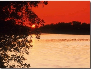 Trees Near Water at Sunset   Key West, FL