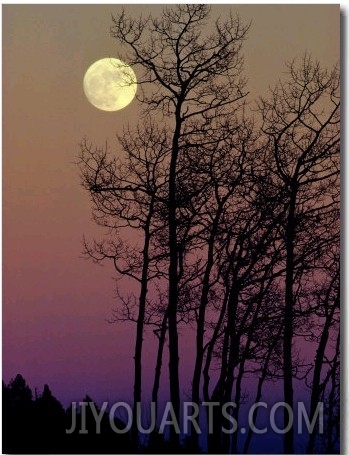 A Full Moon Shines on Winters Leafless Branches