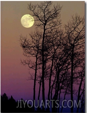 A Full Moon Shines on Winters Leafless Branches