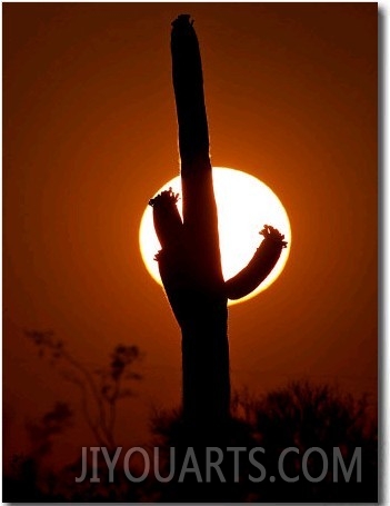 A Saguaro Cactus is Silhouetted as the Sun Sets Over the Southwestern Desert