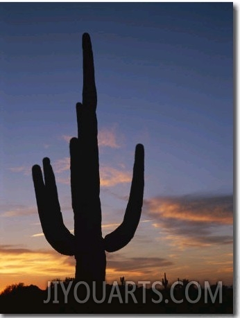 A Saguaro Cactus Silhouetted against the Evening Sky
