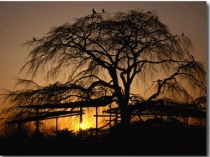 Cherry Tree in Maruyama Koen Park at Sunset, Kyoto, Japan