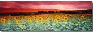 Sunflowers, Corbada, Spain