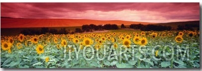 Sunflowers, Corbada, Spain