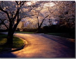 Sunset and Cherry Trees in Bloom