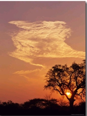 Sunset Through a Silhoetted Acacia Tree, South Africa