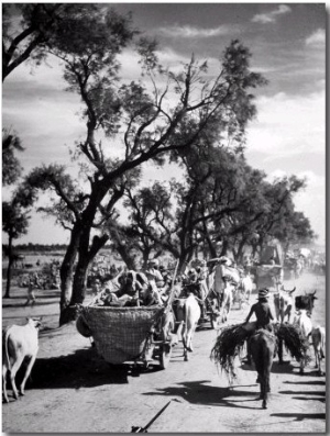 Convoy of Sikhs Migrating to East Punjab After the Division of India