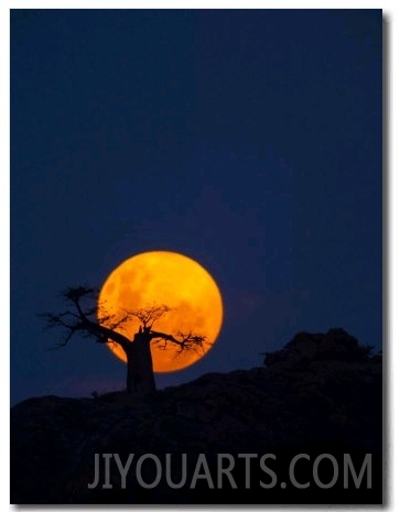 Baobab Tree on Mmamagwa Hill at Moonrise, Northern Tuli Game Reserve, Botswana