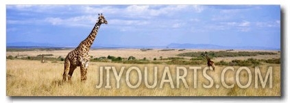 Giraffe, Maasai Mara, Kenya