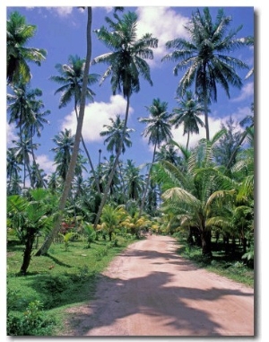 Palm Tree Lined Road of L
