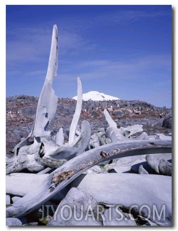 Bones, Relic of Whaling Industry, Port Lockroy, Antarctic Peninsula, Antarctica, Polar Regions