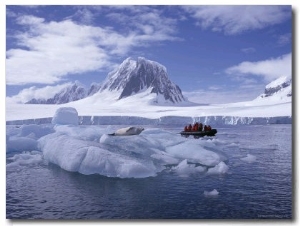 Tourists in Rigid Inflatable Boat Approach a Seal Lying on the Ice, Antarctica