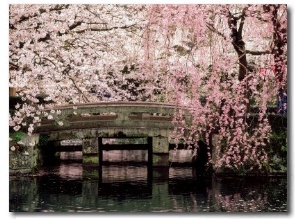 Cherry Blossoms, Mishima Taisha Shrine, Shizuoka