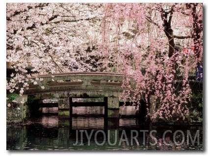 Cherry Blossoms, Mishima Taisha Shrine, Shizuoka