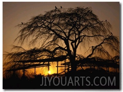 Cherry Tree in Maruyama Koen Park at Sunset, Kyoto, Japan