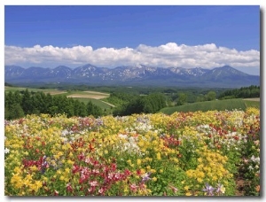 Columbines and Mt. Tokachi Range