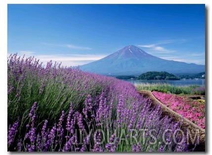 Mt. Fuji and a Lavender Bush
