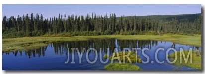 Reflection of Trees in a Pond, British Columbia, Canada